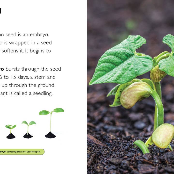 The Creative Company - Vendita all'ingrosso Libro per lettori principianti (6-8) - Fagioli2