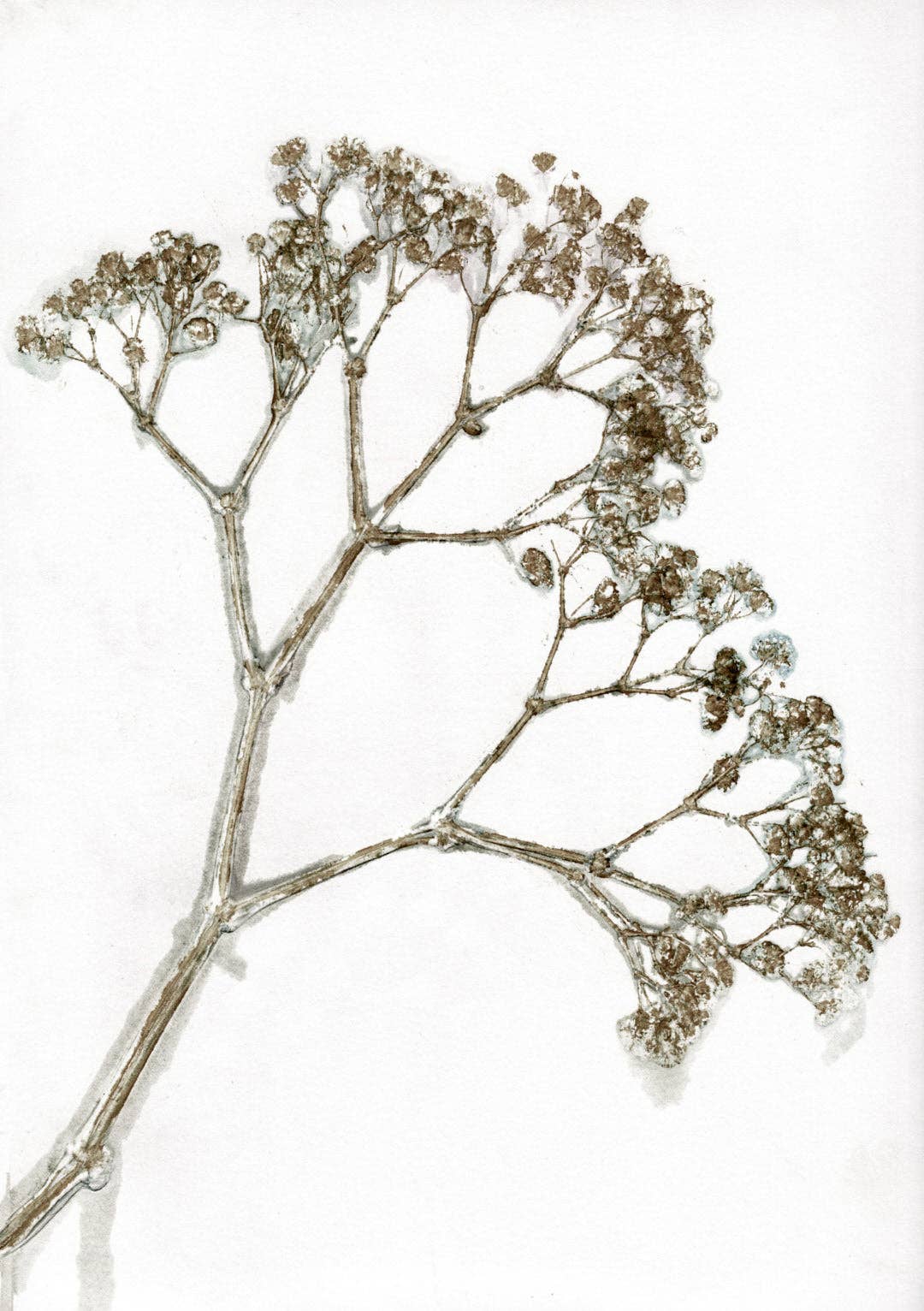 Pernille Folcarelli USA - Wholesale Art Print - Gypso Khaki  A50