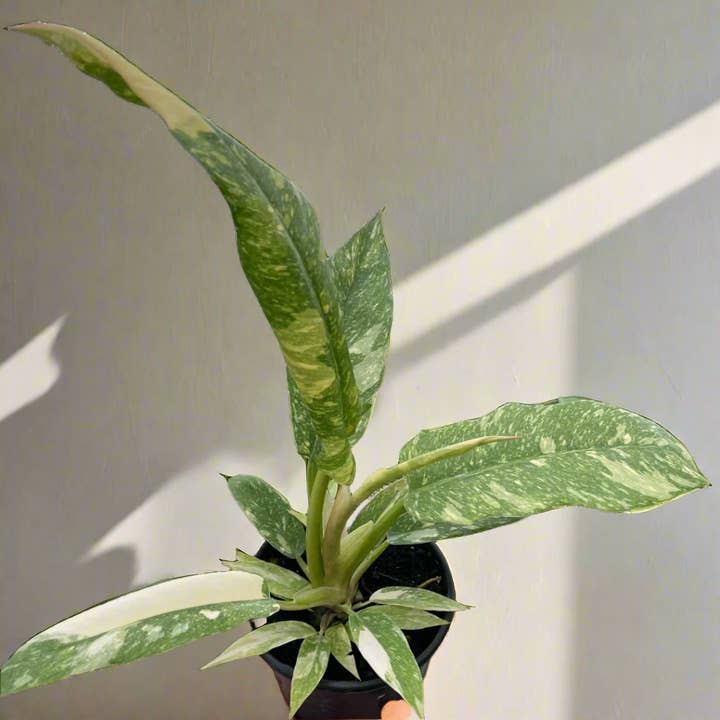 Jungle House - Wholesale Live Plant - Philodendron Ring of Fire