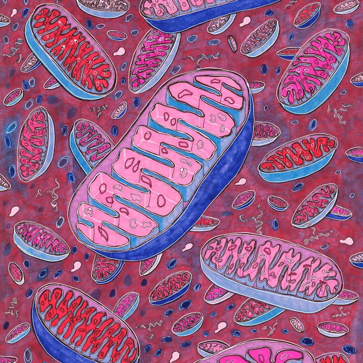 Mitochondrial DNA - fine art print for wholesale by Vivid Biology