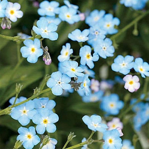 Shroot: Kabloom Seedboms – wholesale Plant seeds – Lovebom Seedbom - CDU Pack - Bee Friendly Wildflower Kit4