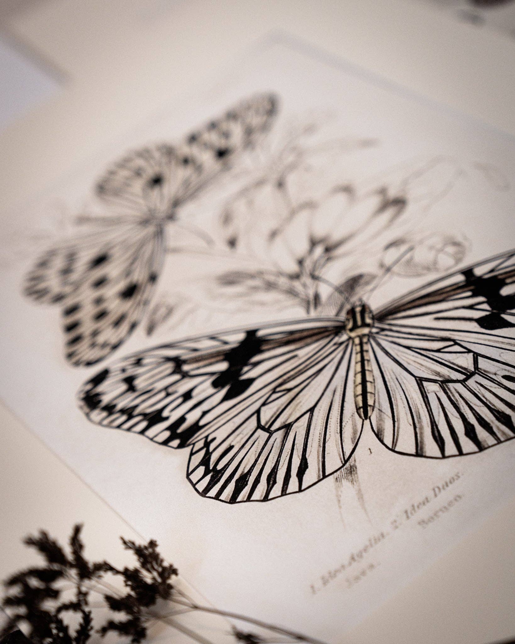 Coultura - Wholesale Gallery Wall Set - Framed Set of Four Vintage Butterfly Art Prints 01 (Sand Frame Collection)8