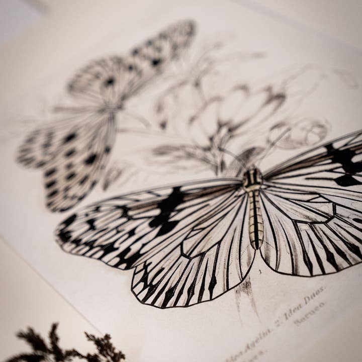 Coultura - Wholesale Gallery Wall Set - Framed Set of Four Vintage Butterfly Art Prints 01 (Sand Frame Collection)8