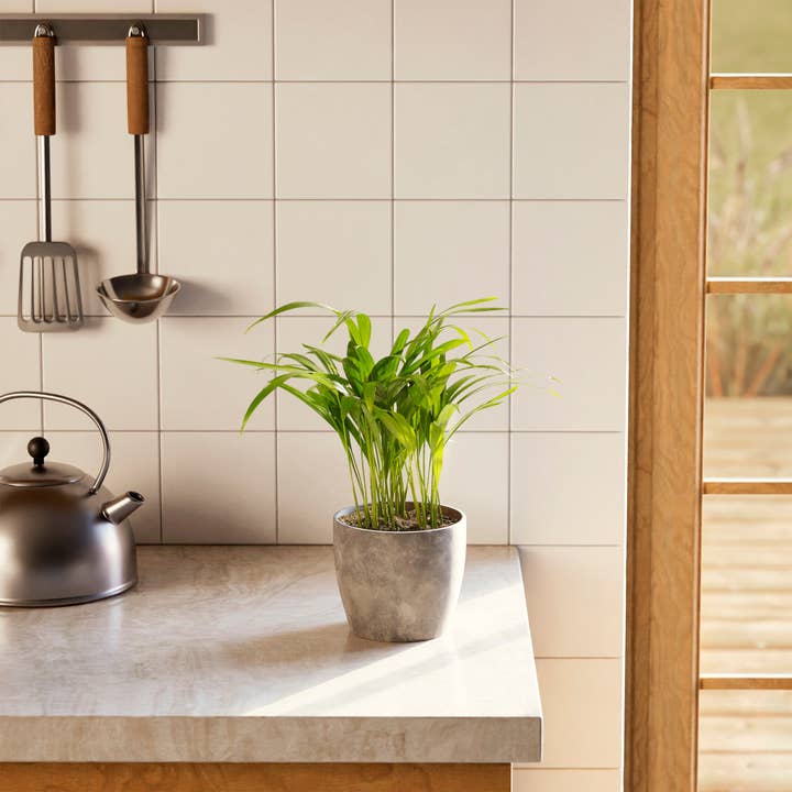 Lively Root - Wholesale Live Plant - Areca Palm Indoor Tree35