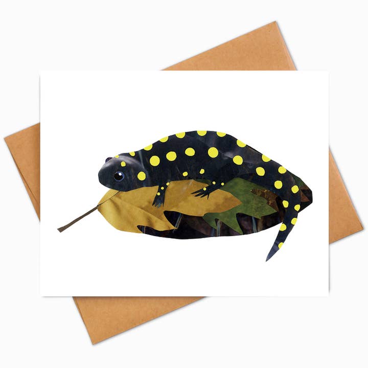 Salamander lykønskningskort for engroshandel hos Angela Doak