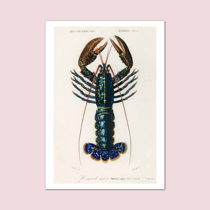 Ilustração de lagosta lagosta impressão vintage por atacado de Holland Road Prints