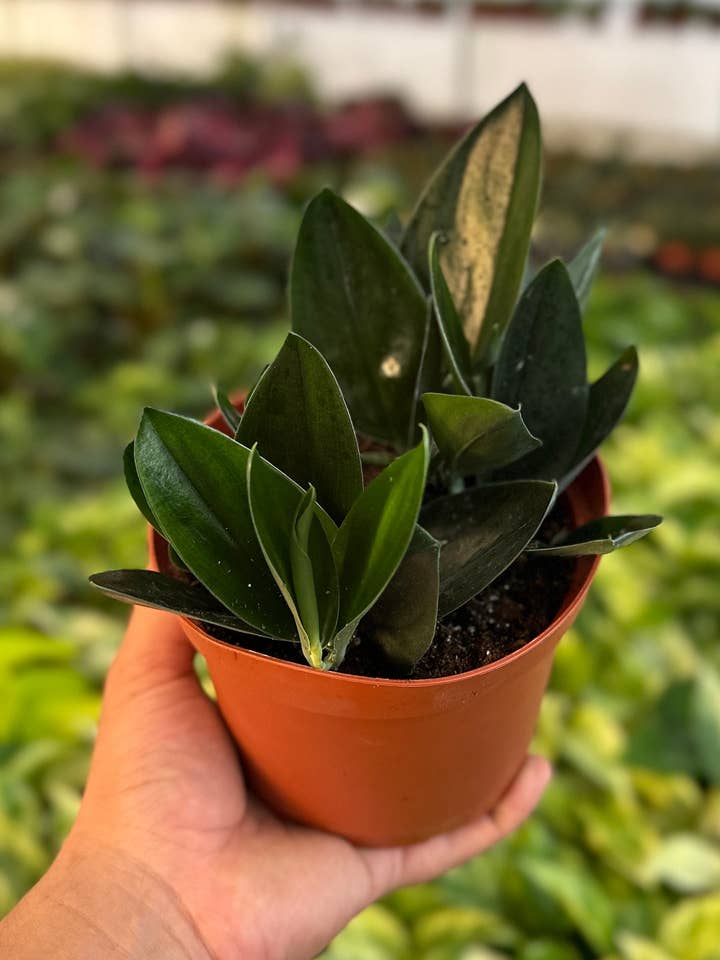 Scindapsus Treubii Dark Form - 6" from MyPlants #2 for wholesale by MyPlants LLC