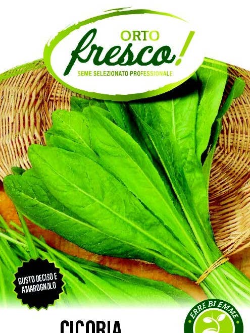 Spadona Chicory for Cutting for wholesale by Sementi & Barbatelle