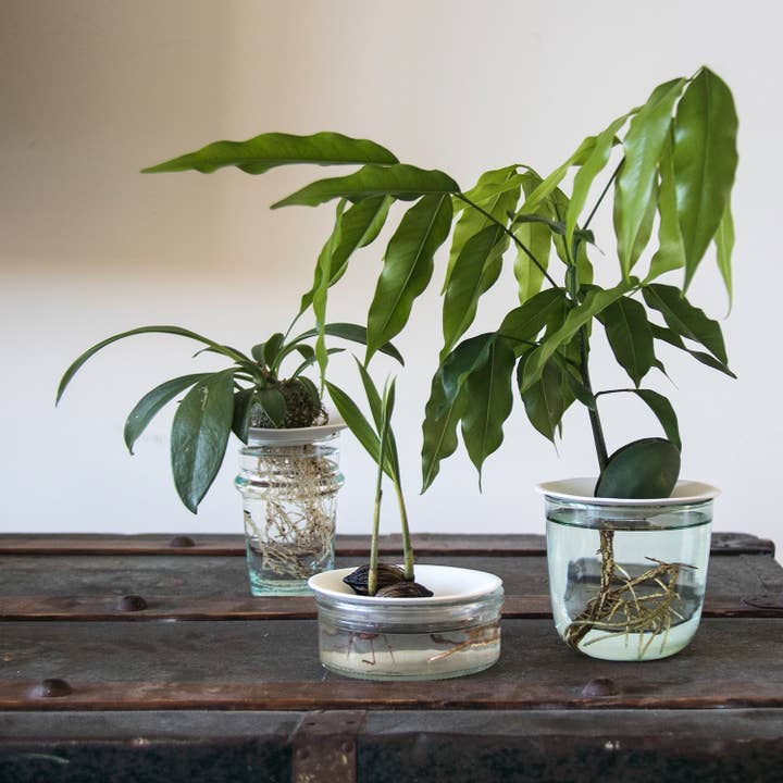 Botanopia - gifts , decor and cards for plant lovers - Wholesale Plant Seeds - Deluxe Gift Box – Germination & Propagation in water3