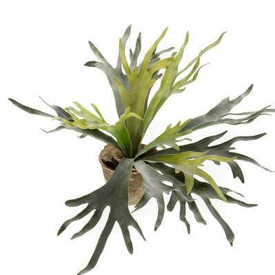 Planta artificial de cuerno de ciervo – Helecho cuerno de alce – 50 cm – Planta de interior artificial de alta calidad con hojas realistas similares a cuernos – Planta decorativa perenne para salón, oficina e interiores – Sin mantenimiento y duradera y otras tendencias de Resultados para lotes textil hogar al por mayor. Devoluciones gratuitas y condiciones de pago a 60 días en Faire en Faire.