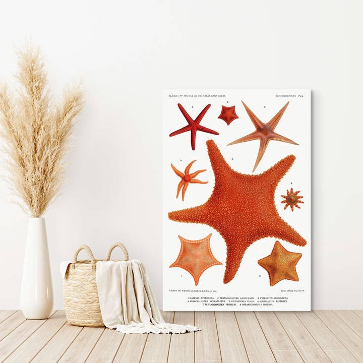 19th Century Starfish & Octopus Marine Poster pour la vente par Vintage Wall Graphics