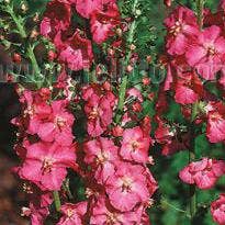 Verbascum Phoeniceum Rosetta (Pink Mullein) Plant, , Perennial Flower, Full-Part Sun for wholesale by Steep Hill Garden