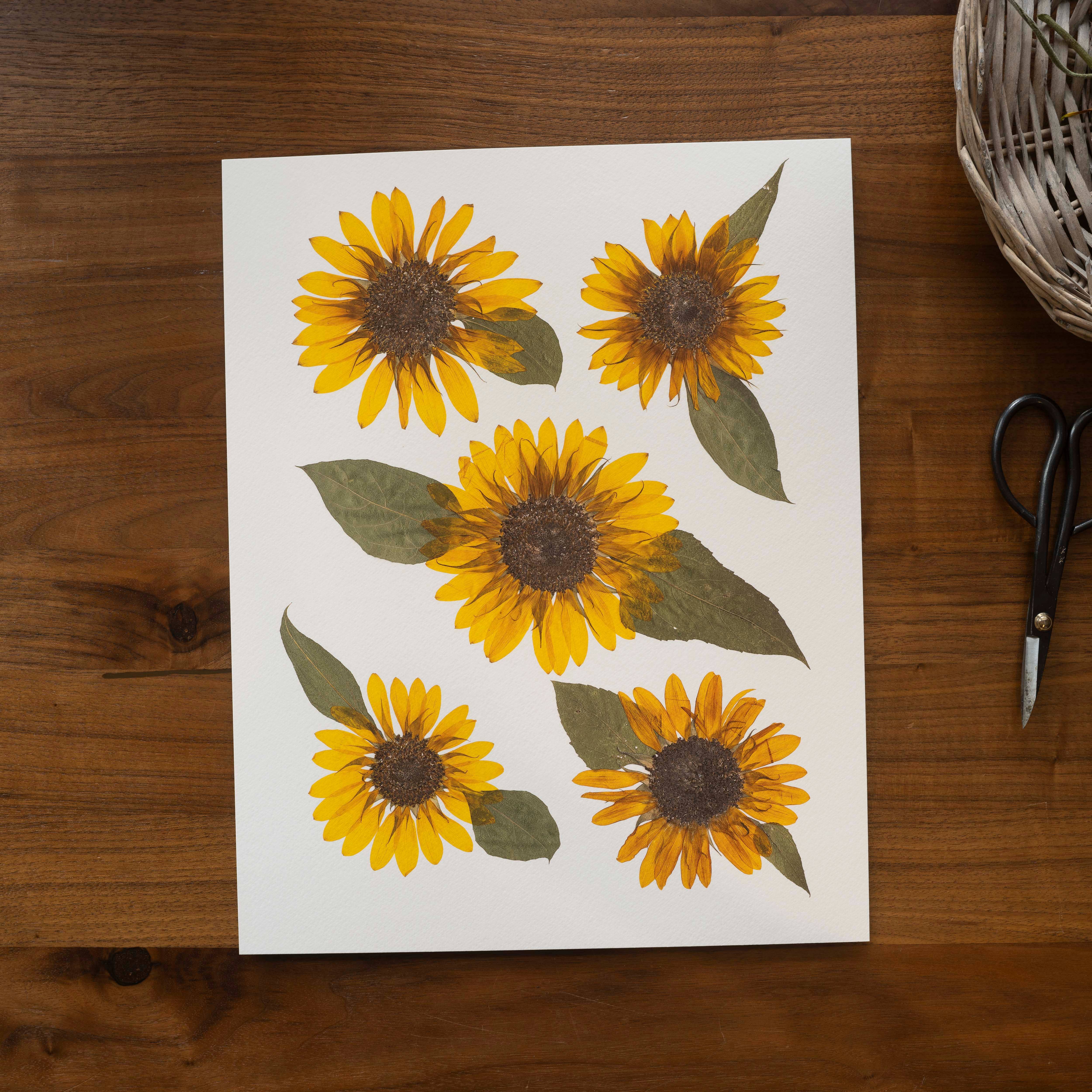 Hope Steinle Pressed Flower Art - Wholesale Art Print - Pressed Flower Fine Art Print - "Golden Glow"2