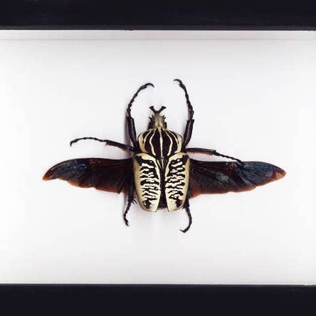 Goliathus albosigniatus Framed for wholesale by Newman Art Designs