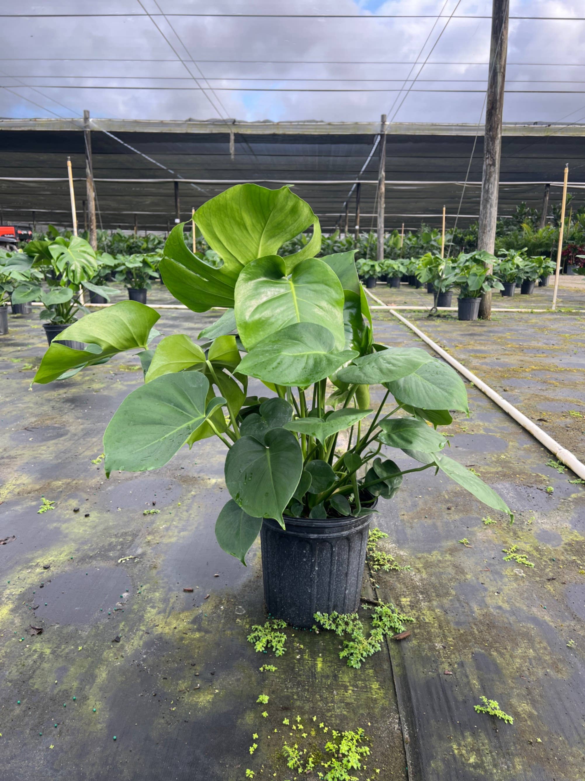 Triad Plants - Wholesale Live Plant - 8" Monstera Deliciosa2