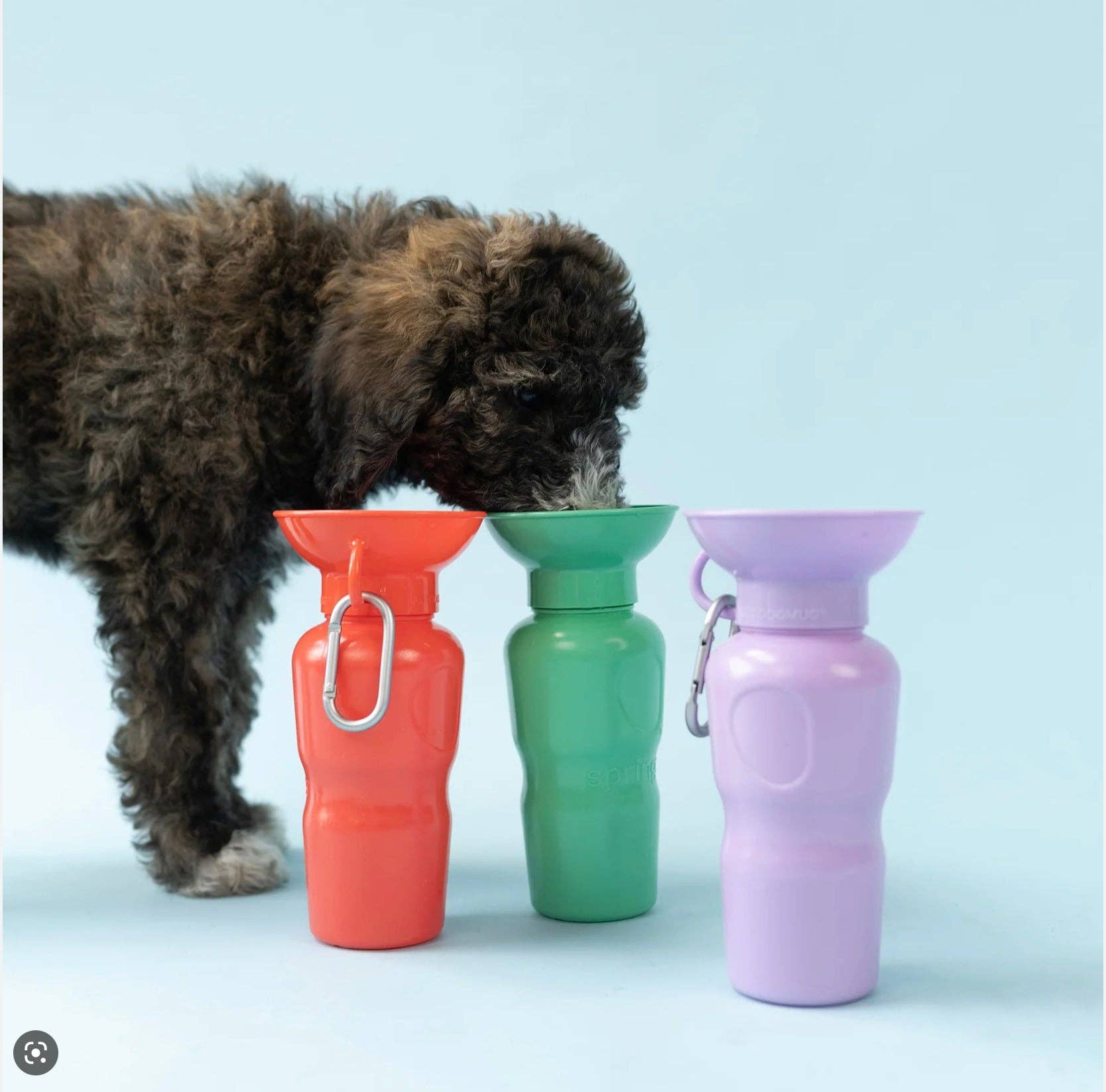 My Pawchella – wholesale Pet water bottle – Dog – Springer Water Bottle11