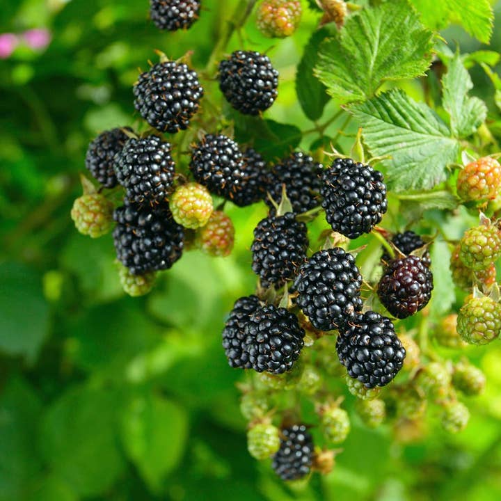 Best Plant Friend - Wholesale Live Plant - Blackberry Chester - 4 inch Deep Pot Live Fruit Plants