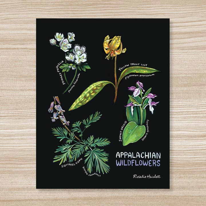 Appalachian Wildflowers Art Print for wholesale by Rosalie Haizlett Illustration