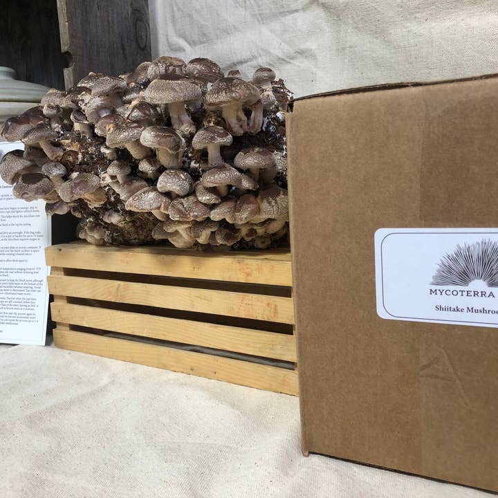 Mycoterra Farm - Wholesale DIY Food Kit - Shiitake Mushroom Kit