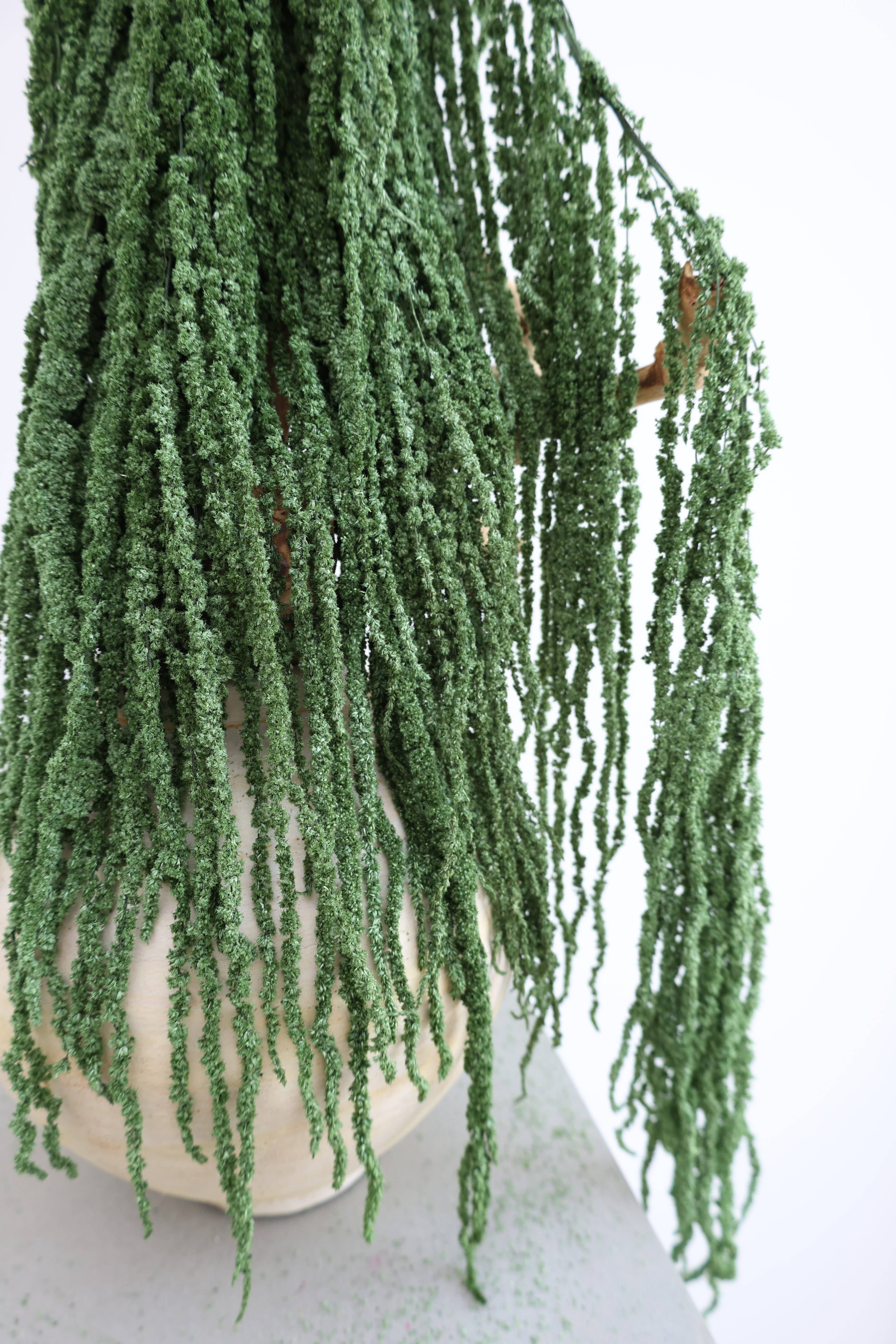 FlowerFantaSee – Großhandel Getrocknete/gepresste Blumen – Konservierter Amaranthus6