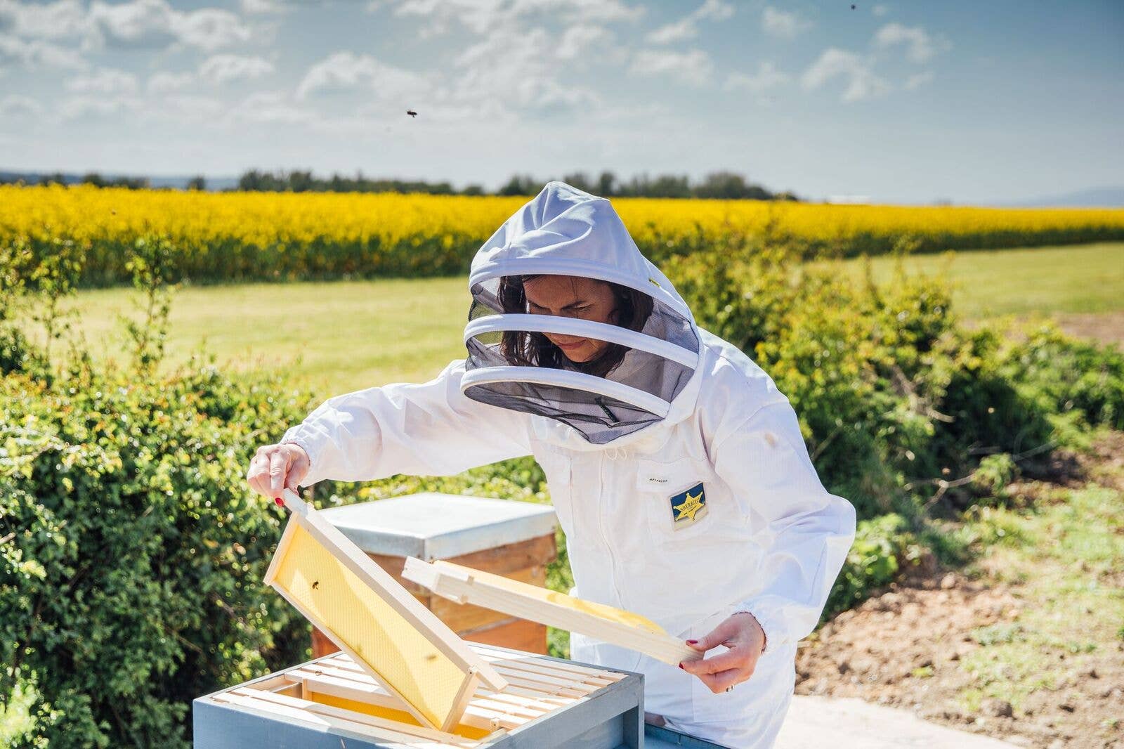 Broighter Gold Rapeseed Oil – Óleo de cozinha por atacado – Óleo de Colza Infundido com Fumo de Nogueira Broighter Gold - Caixa de 97