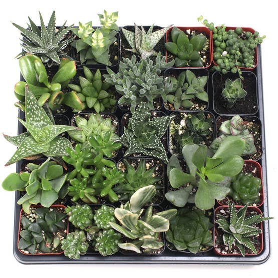 Mountain Crest Gardens - Vente Succulentes - Lot de 20 plantes succulentes d'intérieur faciles (20 variétés, pots de 2")3