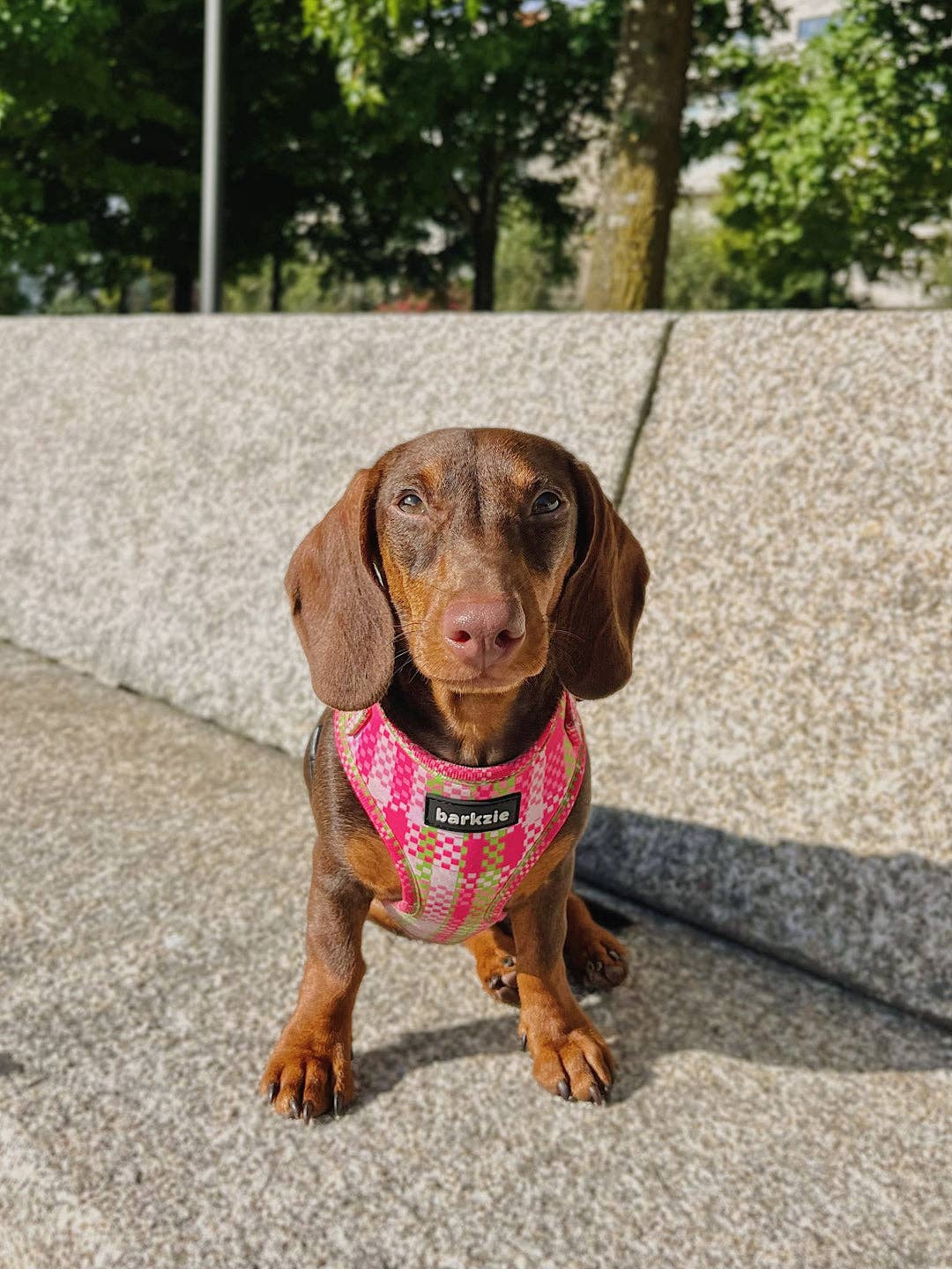 barkzie – Engroshandel Kæledyrssele – Hund – Justerbar sele - Santa Monica6