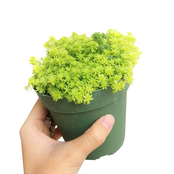 Best Plant Friend - Wholesale Succulent - Sedum Golden Moss - Tokyo Sun Succulents Plant 2/4 inch Pot