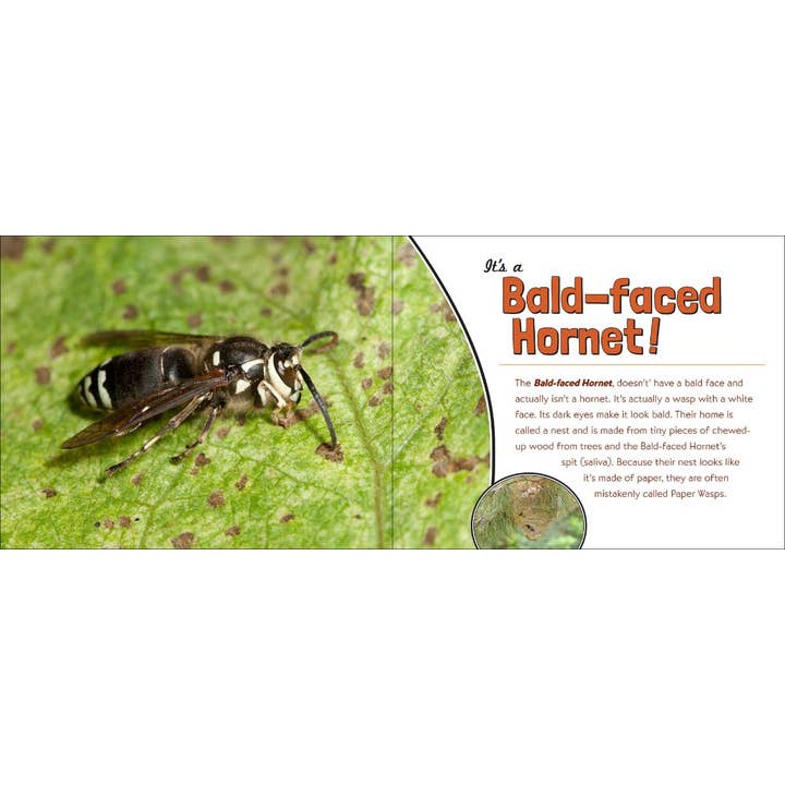 AdventureKEEN - Wholesale Nature & Outdoors Book - Whose House Is That?6