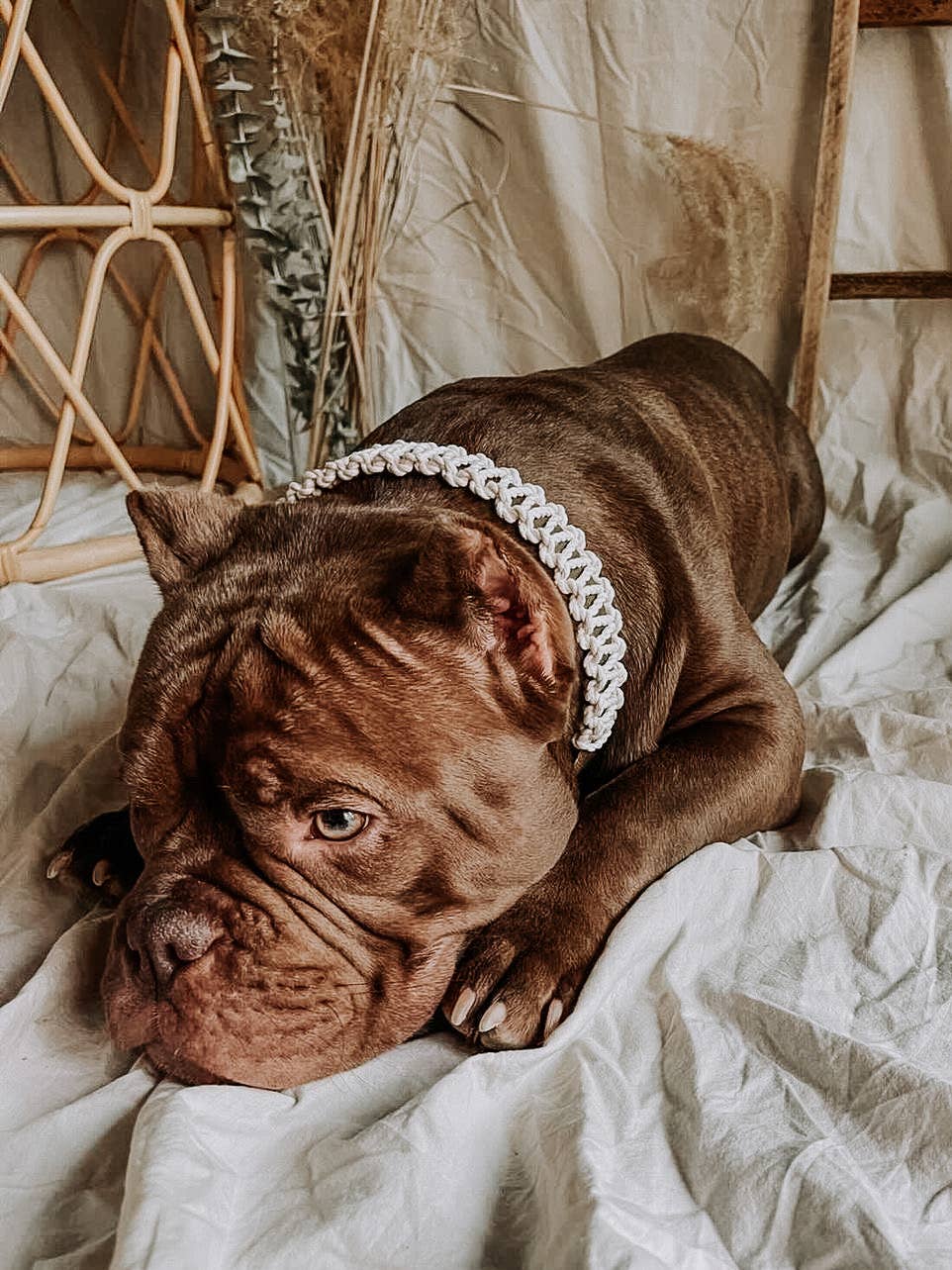 EMBER & IVORY - Wholesale Pet Collar - Dog - Olive/Ivory Macrame & Leather Dog Collar3