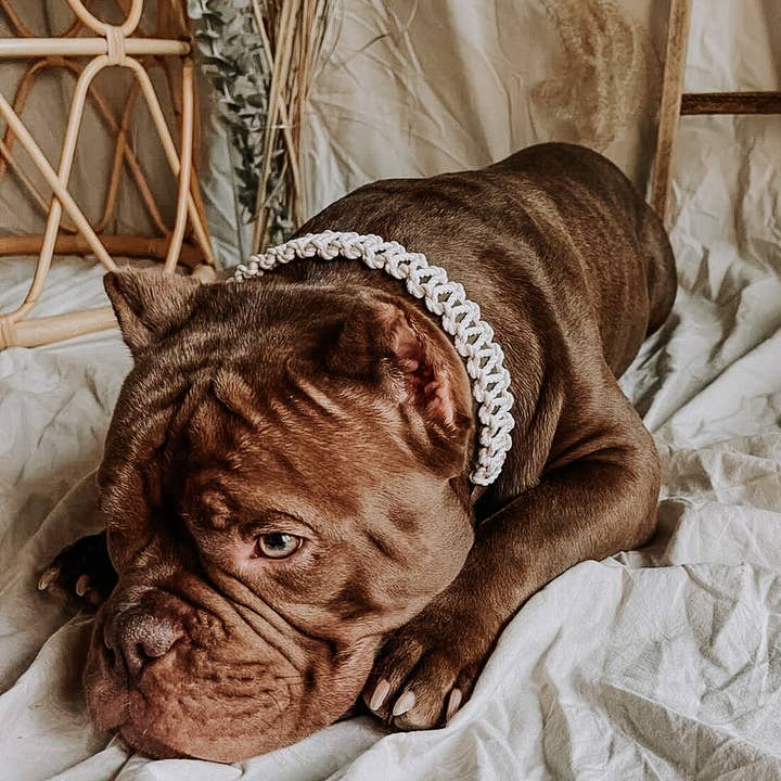 EMBER & IVORY - Wholesale Pet Collar - Dog - Olive/Ivory Macrame & Leather Dog Collar3