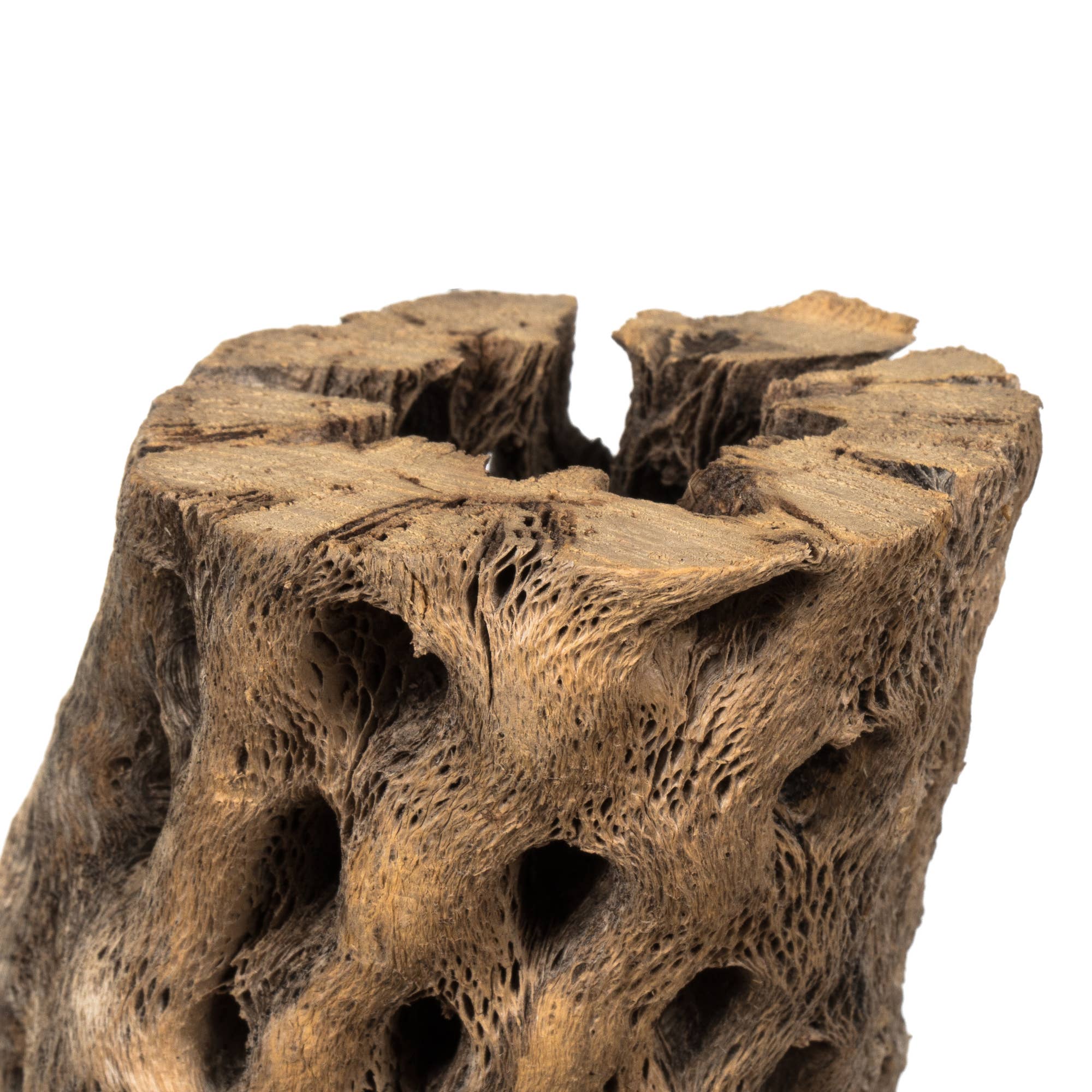 Vickerman 10-12" Natural Cholla Deco Segment, 1 piece, Dried for wholesale on Faire3