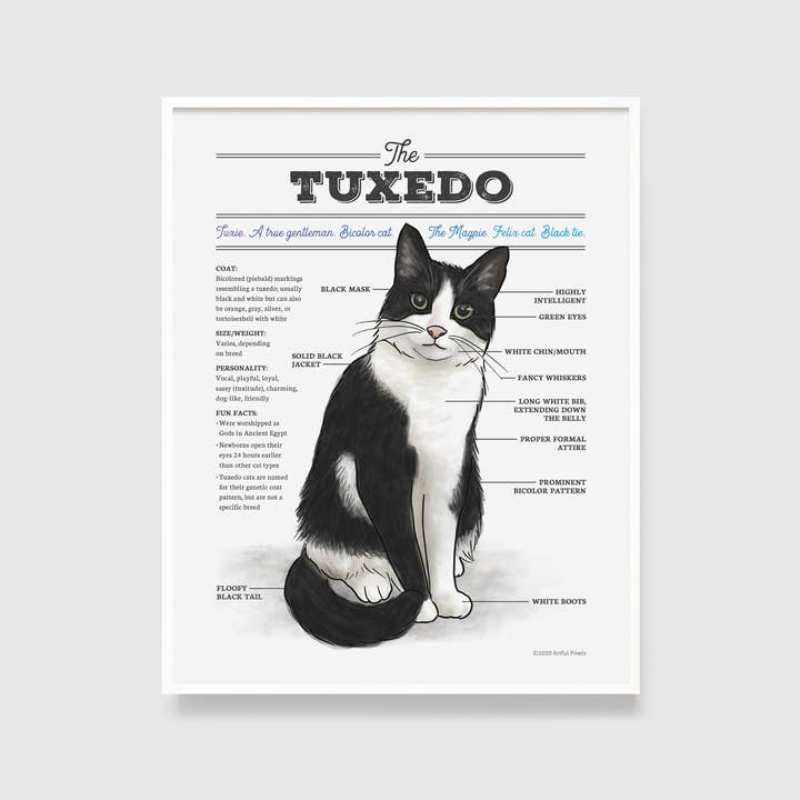 Tuxedo Cat Diagram Art Print for wholesale by Artful Pixels