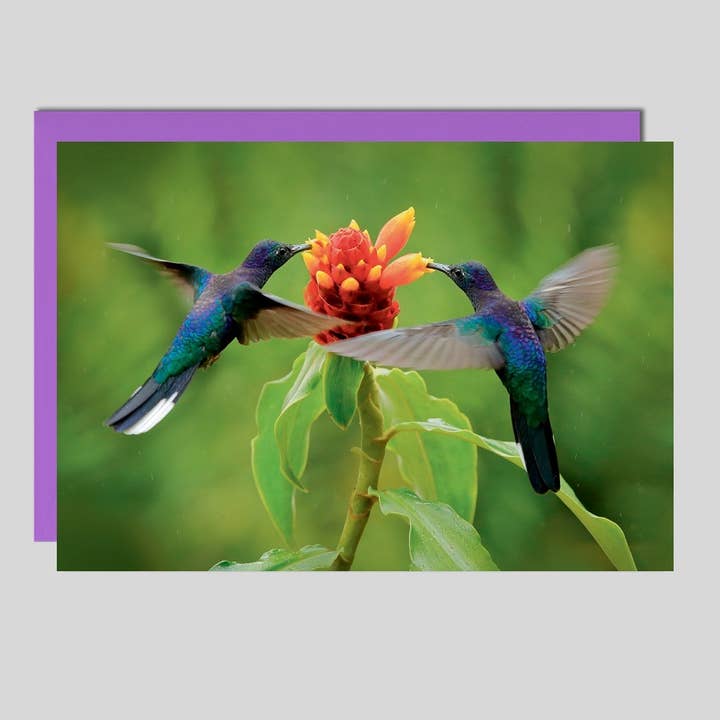 Hummingbirds fotokort uden tekst UK-91228 for engroshandel hos Michel-Verlag GmbH
