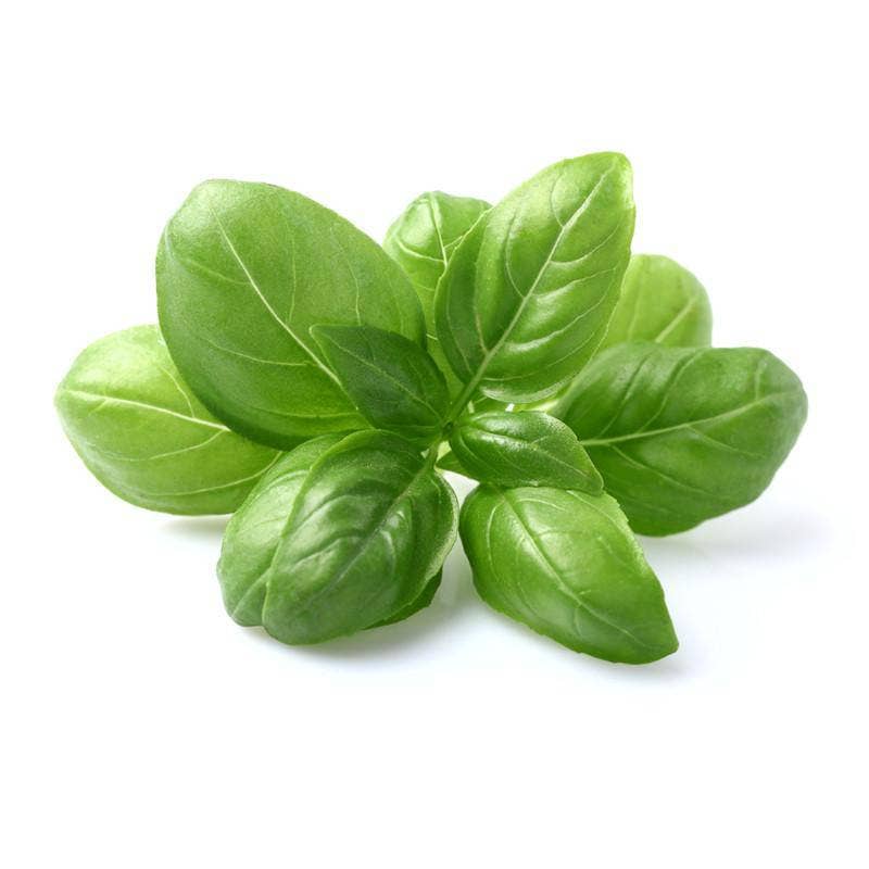 Bentley Seed Co. - Wholesale Plant Seeds - Basil, Genovese Sweet Seed Packets2