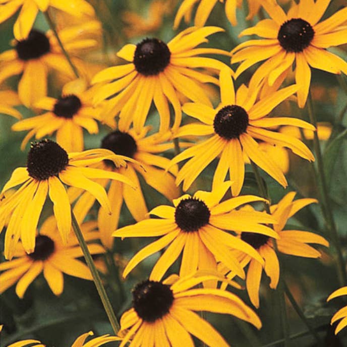 The Elevated Seed Co. - Wholesale Plant Seeds - Black Eyed Susan Flower Seeds1