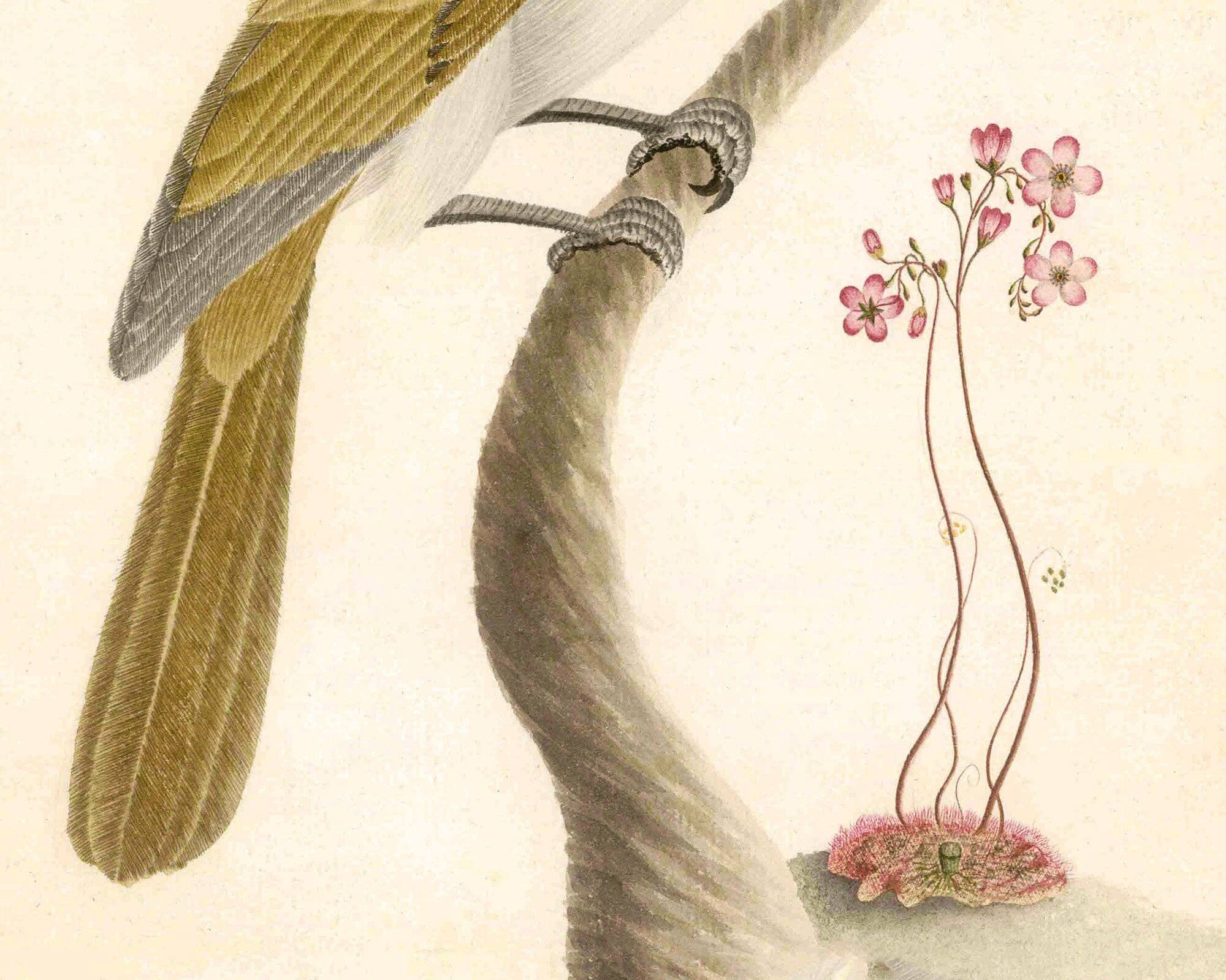 Rock Paper Scissors Wall Art - Wholesale Art Print - Birds & Flower Print - Natural History Art Print2