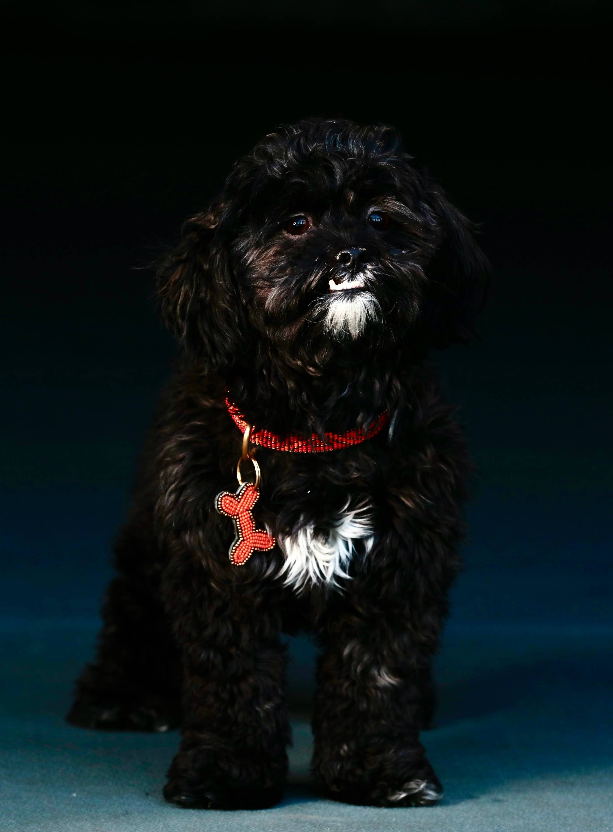 Kampuni - Venta al por mayor Collar - Perros - Collar para perro Micro Kabaka neón1