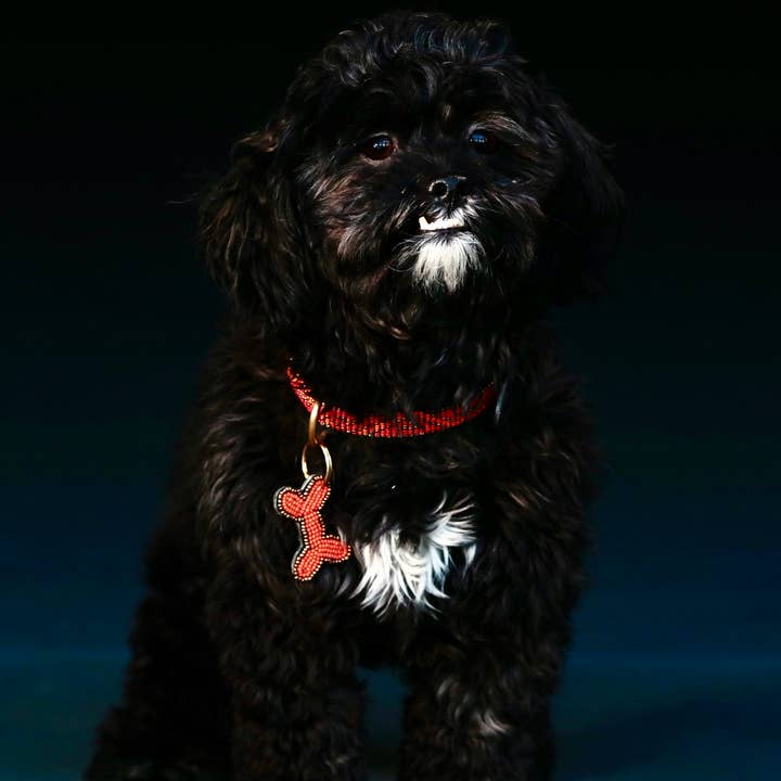 Kampuni - Venta al por mayor Collar - Perros - Collar para perro Micro Kabaka neón1