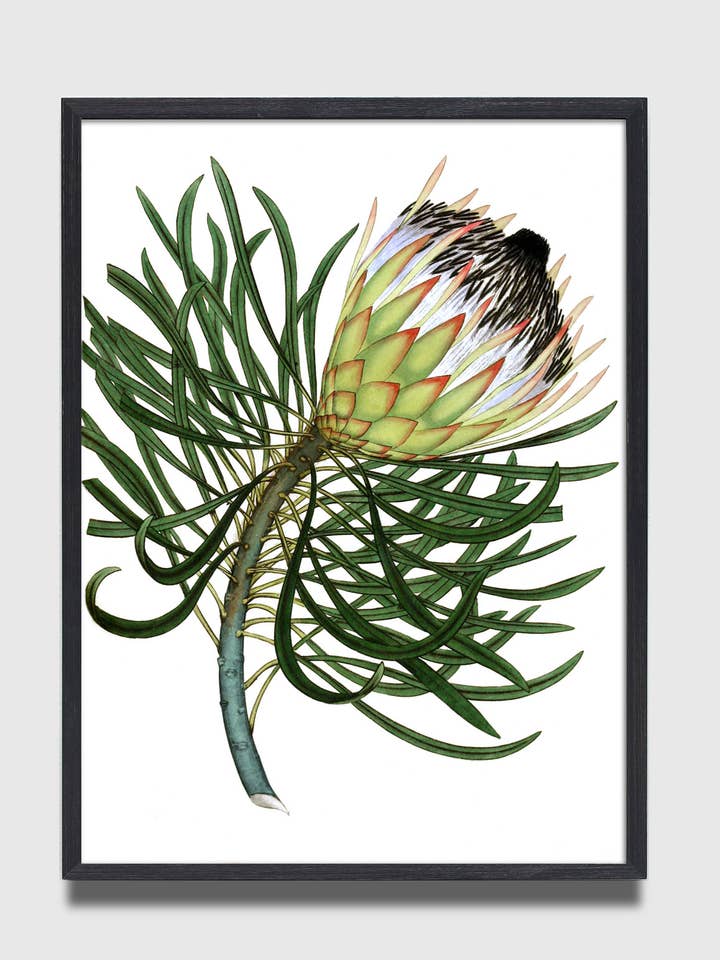 Protea Flower Print #3 for wholesale by Capricorn Press