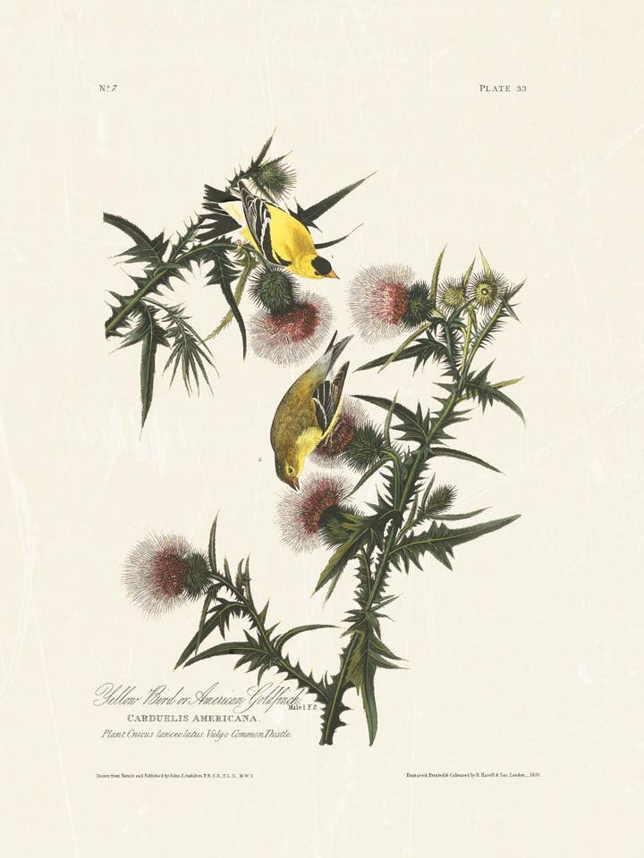 Audubon - Jilguero americano para venta al por mayor de Knot & Soul