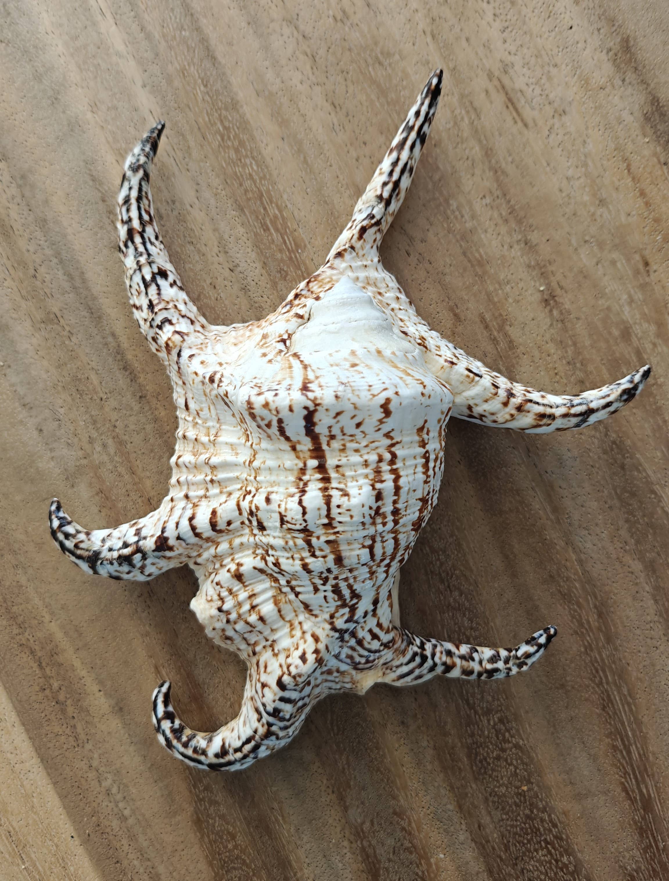 Product Import Holland - Wholesale Decorative Tabletop Object - Kempang - shell - decoration - coast - beach - unique - ocean3