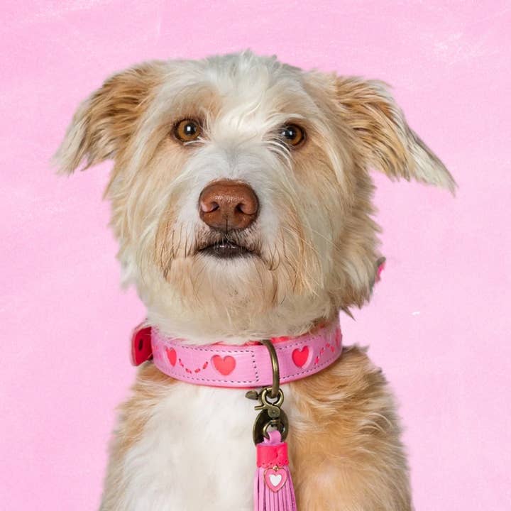 Sweety Hundehalsbånd M (Halsomkreds 32-39 cm / 2,5 cm) for engroshandel hos Dog with a Mission