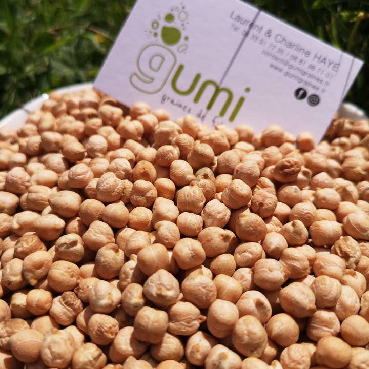 GUMI - Wholesale Beans - CHICKPEA BUCKET 10 KG