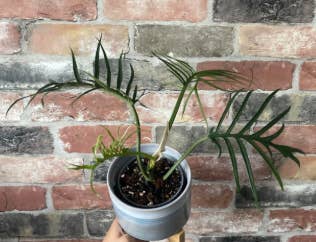 Dick's Sticks and Exotics - Wholesale Live Plant - Philodendron Tortum. 2-3 inch starter plant.