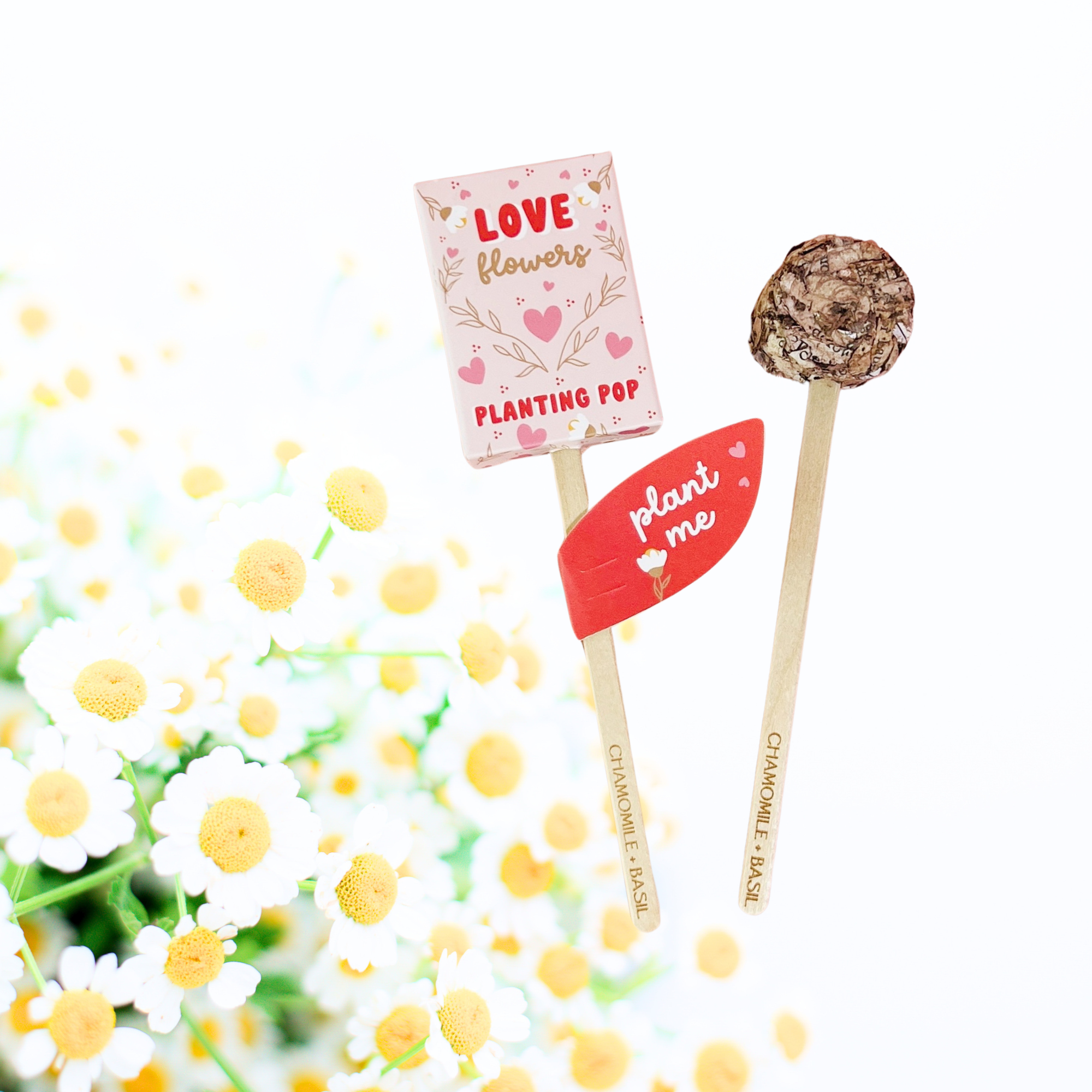 Sow the Magic - Vendita all'ingrosso Semi di piante - Love Flowers Garden + Regalo per piantare semi pop1