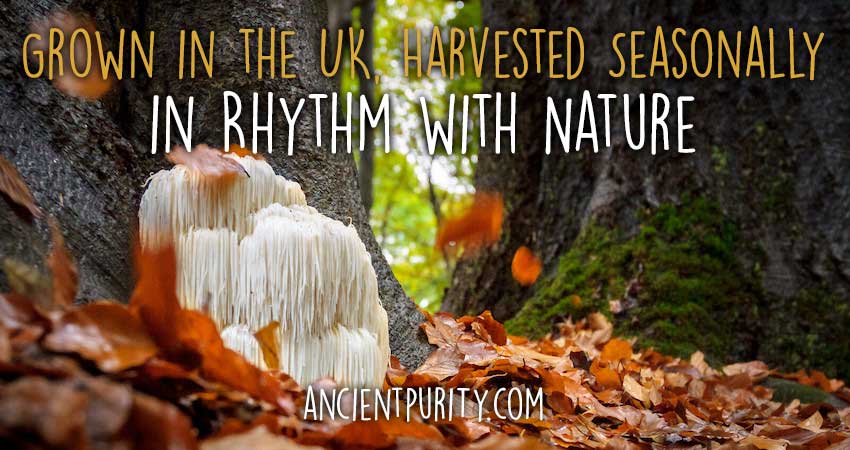 Ancient Purity – wholesale Oral supplement/vitamin – Lion's Mane Mushroom 60 x 425mg Capsules | Organic UK Grown3