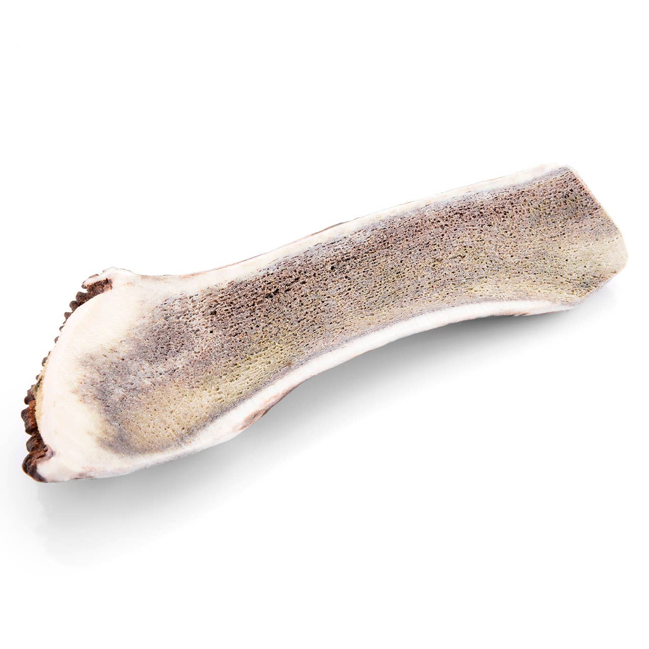 Cernunos - Vente Os à mâcher – chien - Bois de cerf tranché4