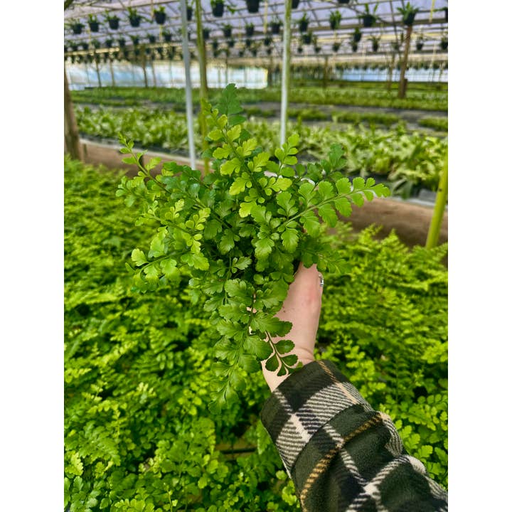 FERN Austral Gem Live Plant 4in' for wholesale by Central Florida Ferns & Foliage