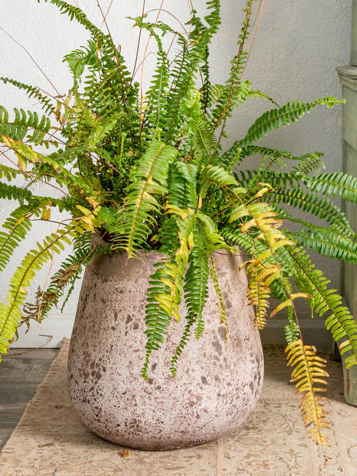 Terrakotta planteringsmaskin för wholesale av Antique Arte y Decoración